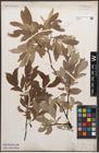 Foto von Salix caprea L. x Salix lapponum L.